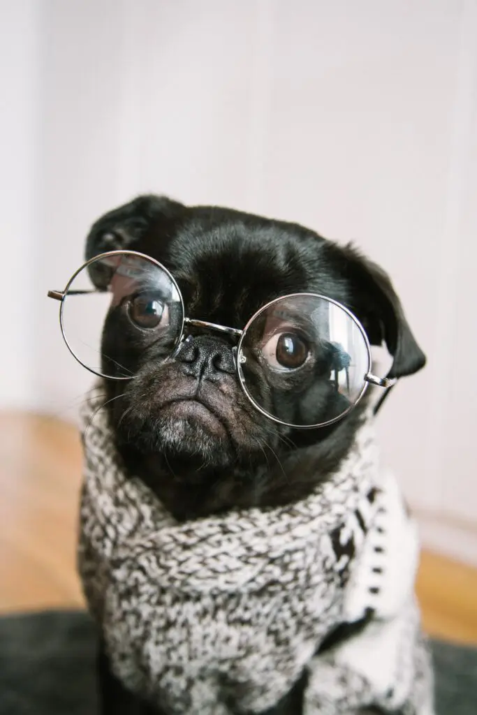 cute-dog-wearing-specs