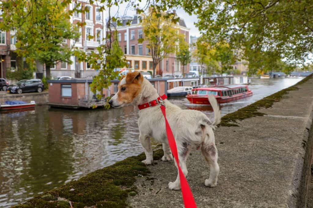 make-money-dog-walking make money dog walking